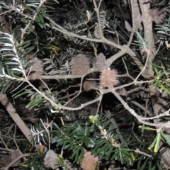 Banksia marginata (Silver Banksia) at Tuggeranong Hill - 7 Nov 2014 by michaelb