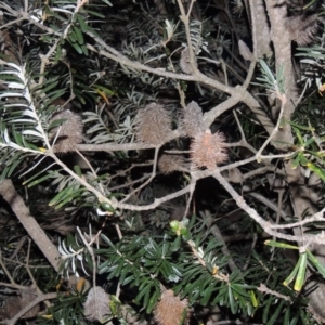Banksia marginata at Conder, ACT - 7 Nov 2014