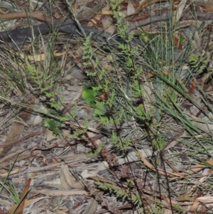 Cheilanthes sieberi at Conder, ACT - 7 Nov 2014