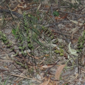 Cheilanthes sieberi at Conder, ACT - 7 Nov 2014