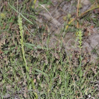 Microtis sp. (Onion Orchid) at Conder, ACT - 7 Nov 2014 by michaelb