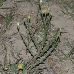 Vittadinia cuneata var. cuneata (Fuzzy New Holland Daisy) at Conder, ACT - 7 Nov 2014 by MichaelBedingfield