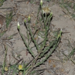 Vittadinia cuneata var. cuneata (Fuzzy New Holland Daisy) at Tuggeranong Hill - 7 Nov 2014 by michaelb