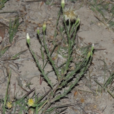Vittadinia cuneata var. cuneata (Fuzzy New Holland Daisy) at Conder, ACT - 7 Nov 2014 by MichaelBedingfield