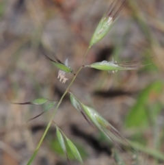 Rytidosperma sp. (Wallaby Grass) at Conder, ACT - 7 Nov 2014 by MichaelBedingfield