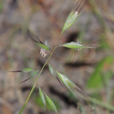 Rytidosperma sp. (Wallaby Grass) at Conder, ACT - 7 Nov 2014 by MichaelBedingfield