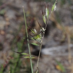 Rytidosperma sp. at Conder, ACT - 7 Nov 2014