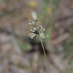 Rytidosperma carphoides at Conder, ACT - 7 Nov 2014 09:26 PM