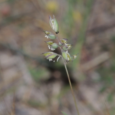 Rytidosperma carphoides (Short Wallaby Grass) at Tuggeranong Hill - 7 Nov 2014 by michaelb