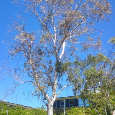 Eucalyptus pauciflora subsp. pauciflora (White Sally, Snow Gum) at Australian National University - 25 Nov 2014 by TimYiu