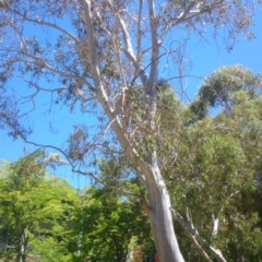 Eucalyptus pauciflora subsp. pauciflora at Acton, ACT - 25 Nov 2014