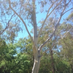 Eucalyptus pauciflora subsp. pauciflora at Acton, ACT - 25 Nov 2014