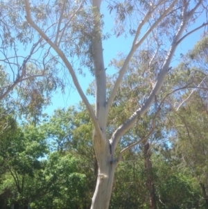 Eucalyptus pauciflora subsp. pauciflora at Australian National University - 25 Nov 2014