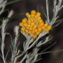 Chrysocephalum semipapposum (Clustered Everlasting) at Conder, ACT - 7 Nov 2014 by MichaelBedingfield