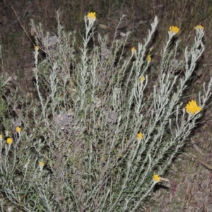 Chrysocephalum semipapposum at Conder, ACT - 7 Nov 2014