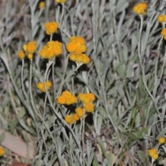 Chrysocephalum apiculatum (Common Everlasting) at Conder, ACT - 7 Nov 2014 by MichaelBedingfield