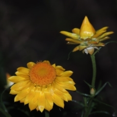 Xerochrysum viscosum (Sticky Everlasting) at Bonython, ACT - 8 Nov 2014 by MichaelBedingfield