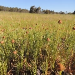 Calotis anthemoides (Chamomile Burr-daisy) at Bonython, ACT - 8 Nov 2014 by MichaelBedingfield