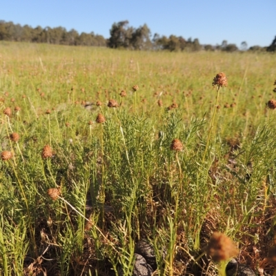 Calotis anthemoides (Chamomile Burr-daisy) at Bonython, ACT - 8 Nov 2014 by michaelb