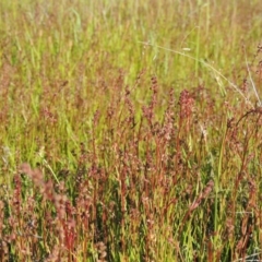 Haloragis heterophylla (Variable Raspwort) at Bonython, ACT - 8 Nov 2014 by MichaelBedingfield