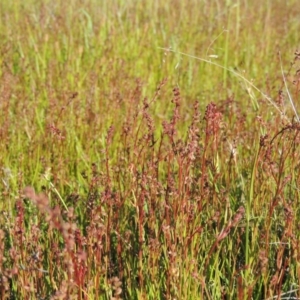 Haloragis heterophylla at Bonython, ACT - 8 Nov 2014 05:47 PM