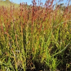 Haloragis heterophylla at Bonython, ACT - 8 Nov 2014 05:47 PM