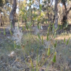 Senecio quadridentatus (Cotton Fireweed) at Bonython, ACT - 8 Nov 2014 by MichaelBedingfield