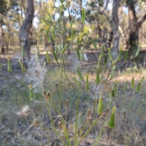 Senecio quadridentatus at Bonython, ACT - 8 Nov 2014