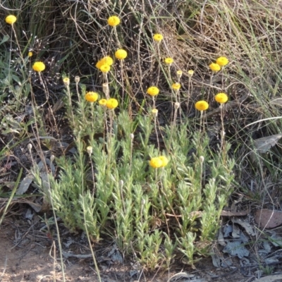 Leptorhynchos squamatus (Scaly Buttons) at Bonython, ACT - 8 Nov 2014 by MichaelBedingfield