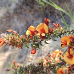 Pultenaea procumbens (Bush Pea) at Bonython, ACT - 8 Nov 2014 by MichaelBedingfield