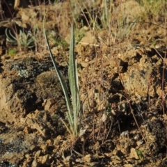 Plantago gaudichaudii (Narrow Plantain) at Bonython, ACT - 8 Nov 2014 by MichaelBedingfield