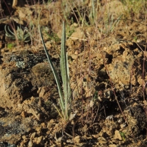 Plantago gaudichaudii at Bonython, ACT - 8 Nov 2014 06:11 PM