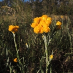 Chrysocephalum apiculatum (Common Everlasting) at Bonython, ACT - 8 Nov 2014 by MichaelBedingfield