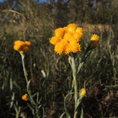 Chrysocephalum apiculatum (Common Everlasting) at Bonython, ACT - 8 Nov 2014 by MichaelBedingfield