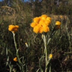 Chrysocephalum apiculatum (Common Everlasting) at Pine Island to Point Hut - 8 Nov 2014 by michaelb