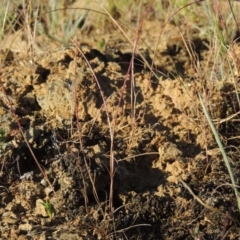 Psilurus incurvus (Bristle-tail Grass) at Bonython, ACT - 8 Nov 2014 by MichaelBedingfield