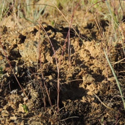 Psilurus incurvus (Bristle-tail Grass) at Bonython, ACT - 8 Nov 2014 by michaelb