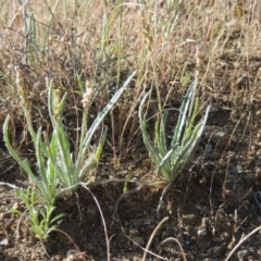 Plantago gaudichaudii (Narrow Plantain) at Bonython, ACT - 8 Nov 2014 by michaelb