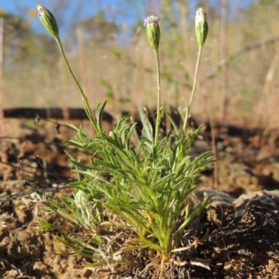 Vittadinia muelleri (Narrow-leafed New Holland Daisy) at Bonython, ACT - 8 Nov 2014 by MichaelBedingfield
