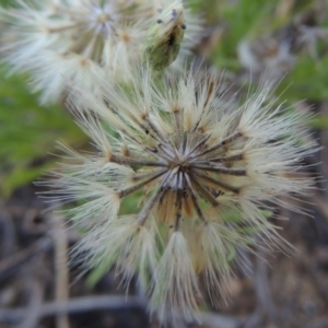 Vittadinia muelleri at Bonython, ACT - 8 Nov 2014 06:13 PM