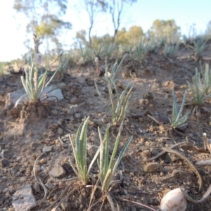 Plantago gaudichaudii at Bonython, ACT - 8 Nov 2014