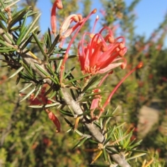 Grevillea juniperina (Grevillea) at Bonython, ACT - 8 Nov 2014 by michaelb