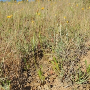 Goodenia pinnatifida at Bonython, ACT - 8 Nov 2014