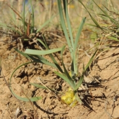 Lomandra bracteata (Small Matrush) at Bonython, ACT - 8 Nov 2014 by michaelb