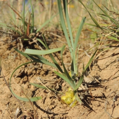 Lomandra bracteata (Small Matrush) at Bonython, ACT - 8 Nov 2014 by MichaelBedingfield