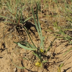 Lomandra bracteata at Bonython, ACT - 8 Nov 2014