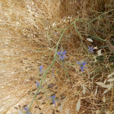 Dianella sp. aff. longifolia (Benambra) (Pale Flax Lily, Blue Flax Lily) at Jerrabomberra, ACT - 26 Nov 2014 by MichaelMulvaney