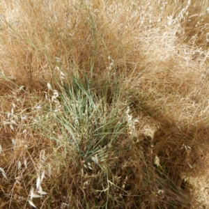 Dianella sp. aff. longifolia (Benambra) at Jerrabomberra, ACT - 26 Nov 2014 03:31 PM