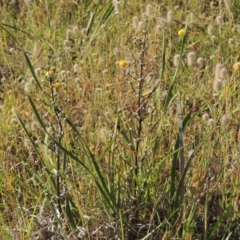 Lomandra multiflora (Many-flowered Matrush) at Bonython, ACT - 8 Nov 2014 by MichaelBedingfield