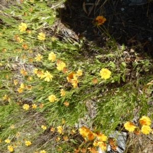 Coreopsis lanceolata at Isaacs, ACT - 26 Nov 2014